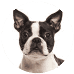 dog customer support