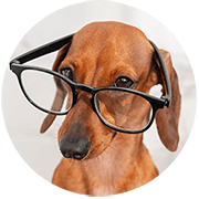 intelligent-dog-with-glasses
